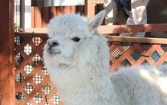 0_aem_195_01 (JPG 15.8KB)