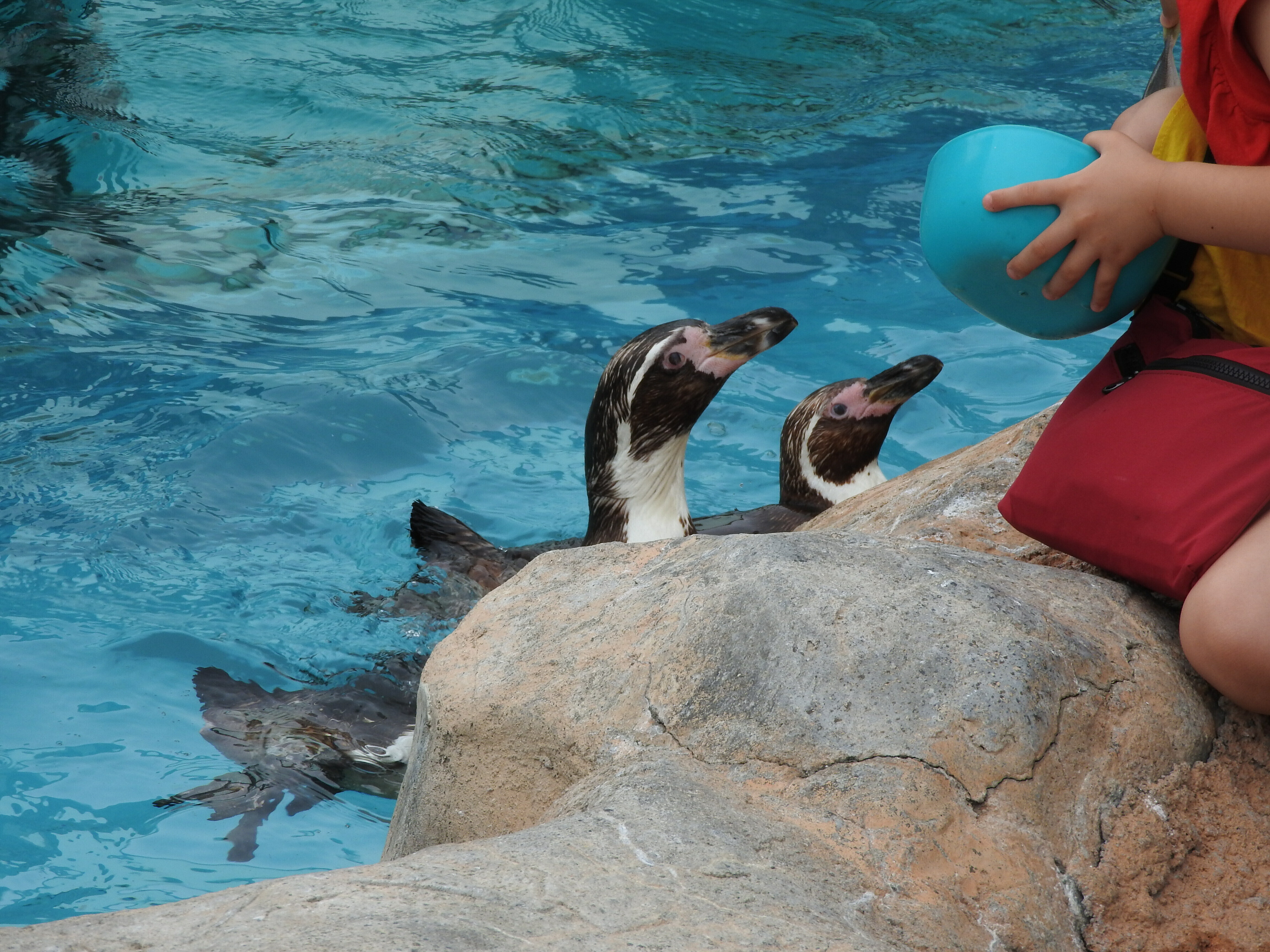 DSCN1043 (JPG 2.96MB)