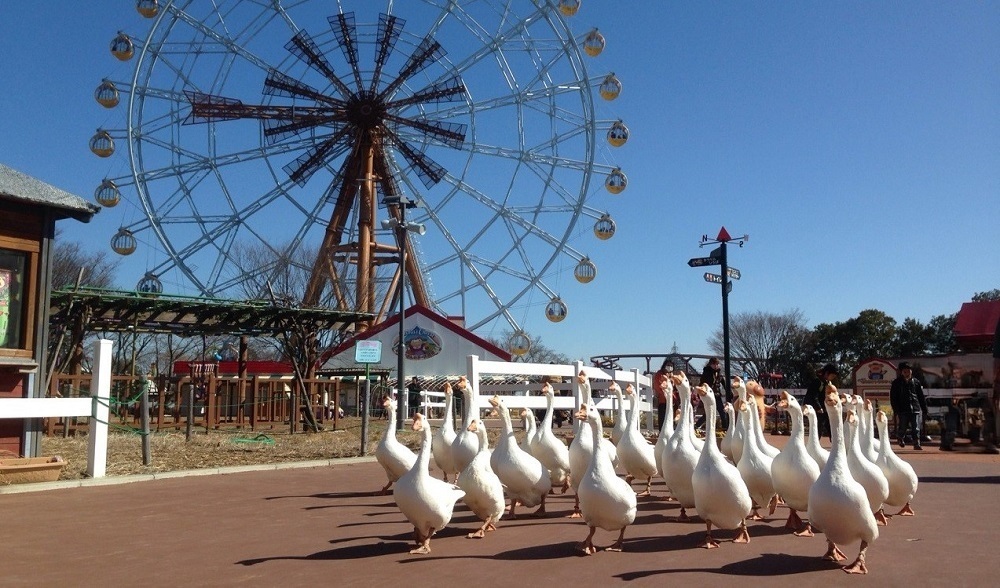 ガーガーウォーキング(夏季はお休み) (JPG 237KB)