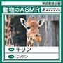 キリン