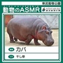 カバ