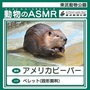 アメリカビーバー