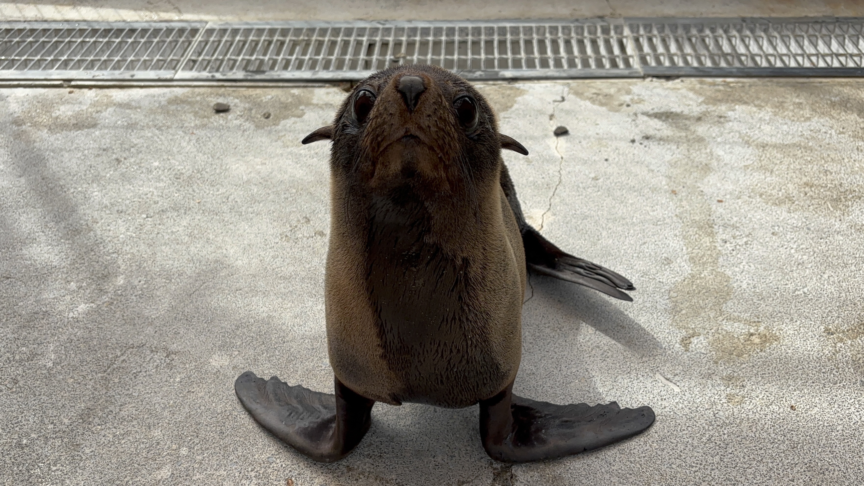 新規オットセイ 写真 (JPEG 2.47MB)