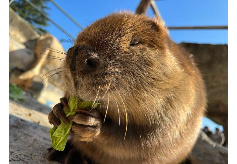 ダウンロード (1) (PNG 681KB)