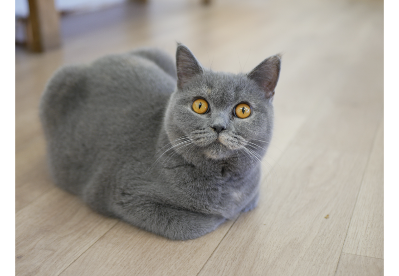 ダウンロード (4).png