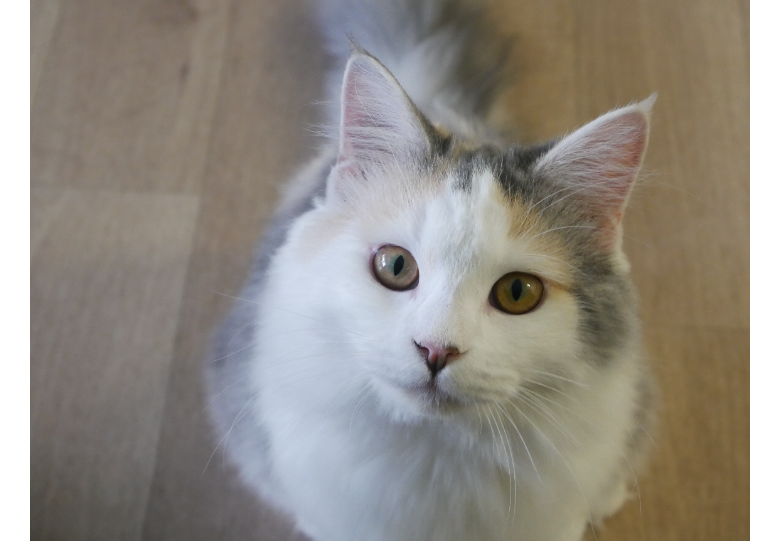 ダウンロード (6).png