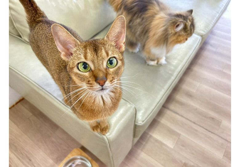 ダウンロード (8).png