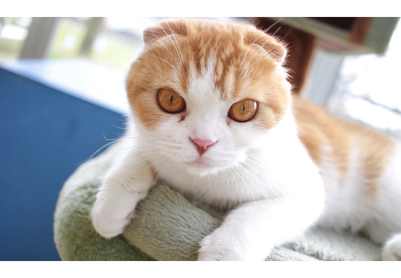 ダウンロード (12).png