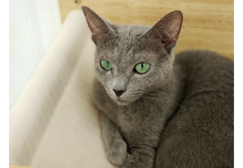 ダウンロード (3).png