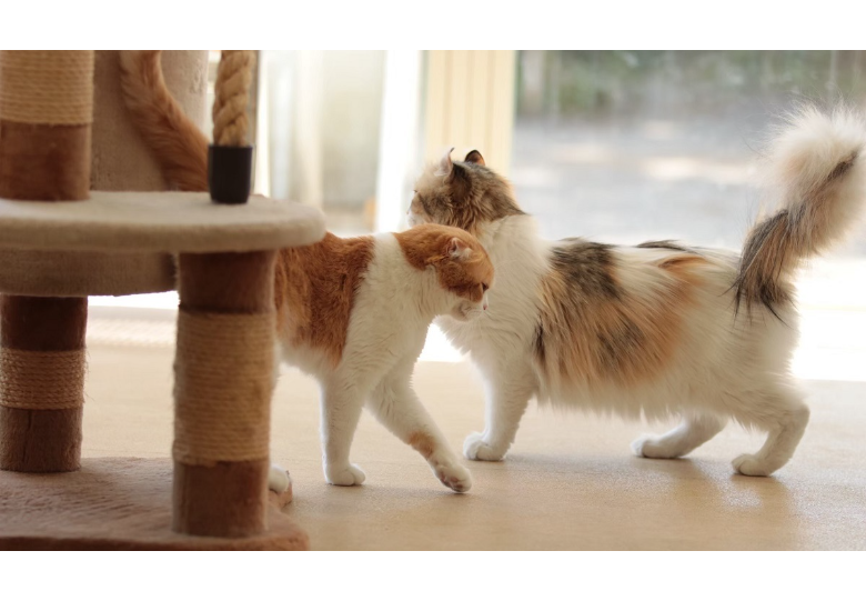 ダウンロード (13).png