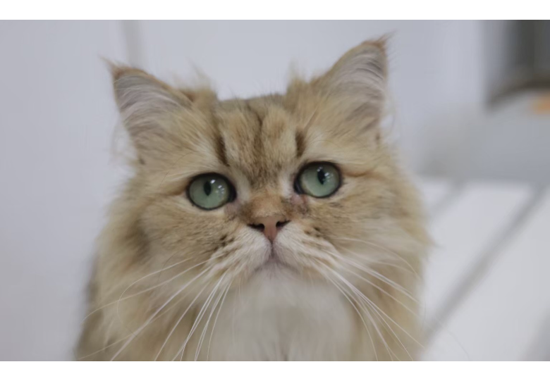 ダウンロード (14).png