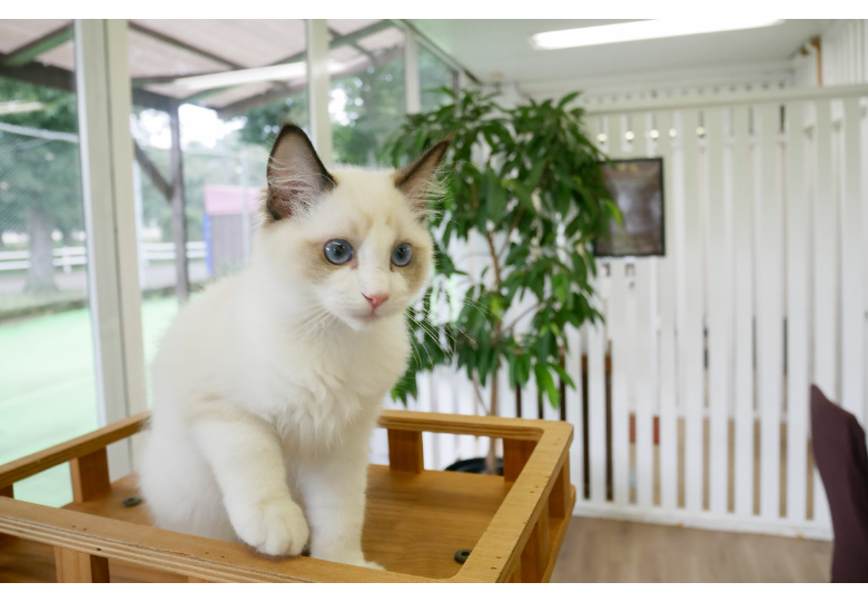 ダウンロード (5).png