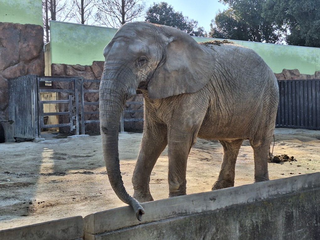 ゾウ写真 (JPG 286KB)