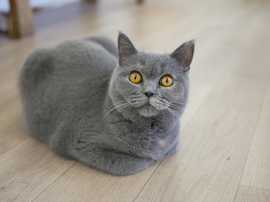 ブリティッシュ.JPG