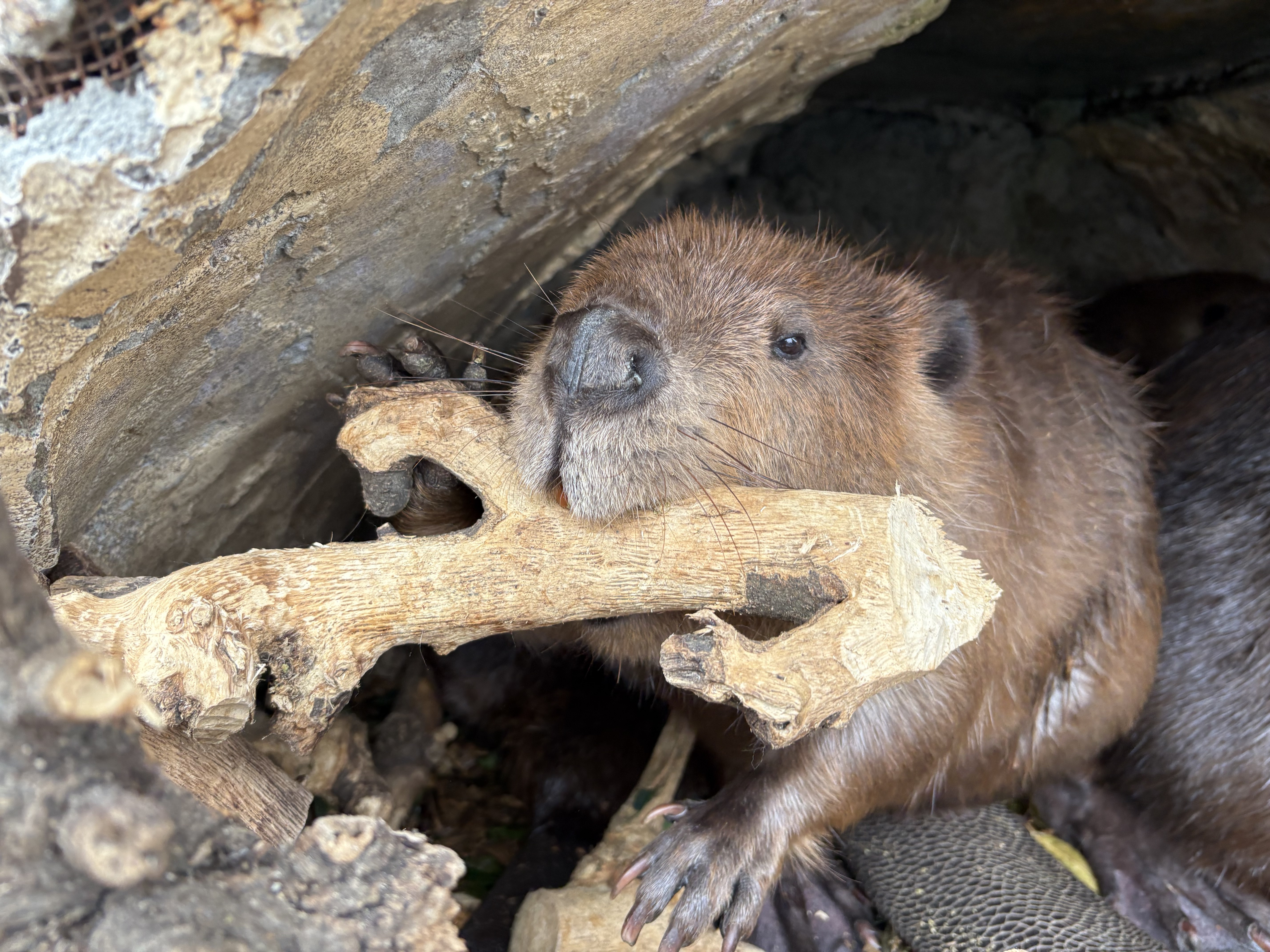 IMG_3357 (JPEG 5.21MB)