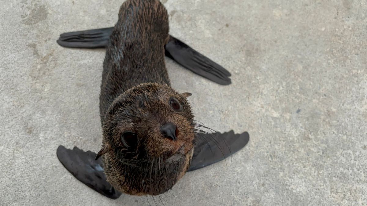 新オットセイHP用 (JPG 125KB)