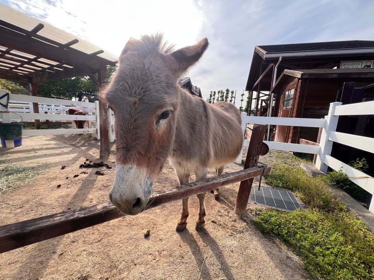 IMG_6212 (JPG 279KB)