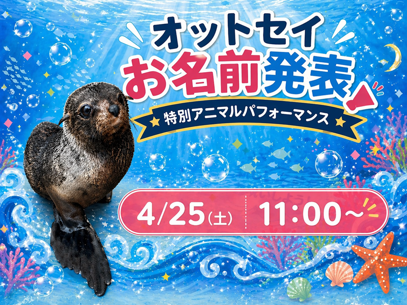 ミナミアメリカオットセイお名前発表特別アニマルパフォーマンス