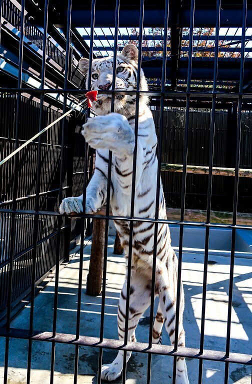 立ってるWT (JPG 131KB)