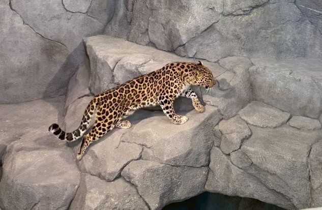 ヒョウ (JPEG 91.1KB)