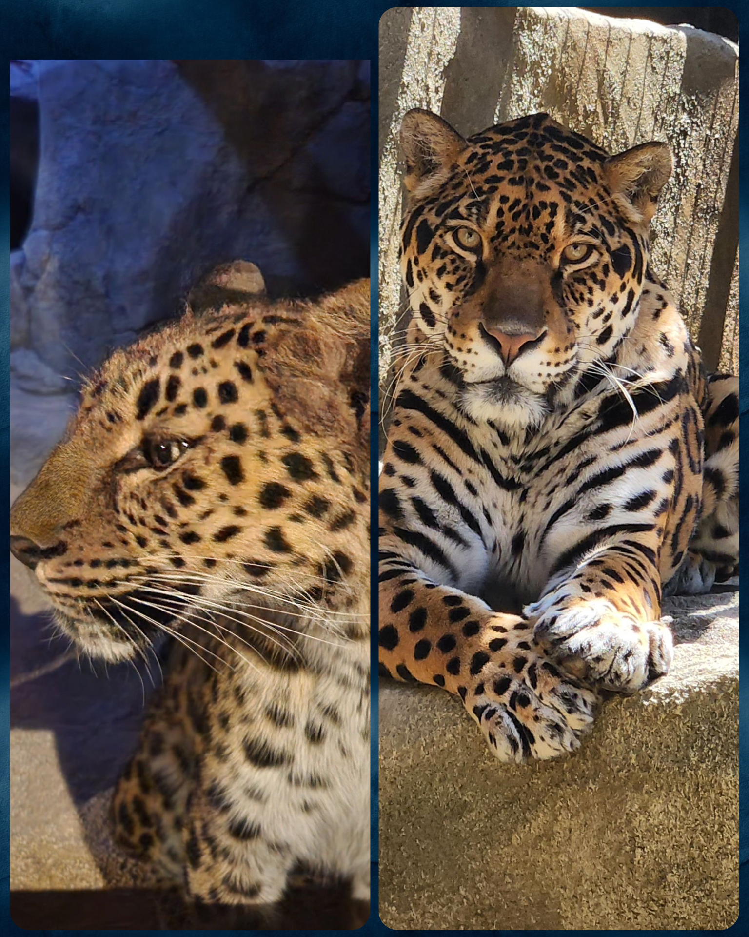 ヒョウ・ジャガー (JPG 3.06MB)