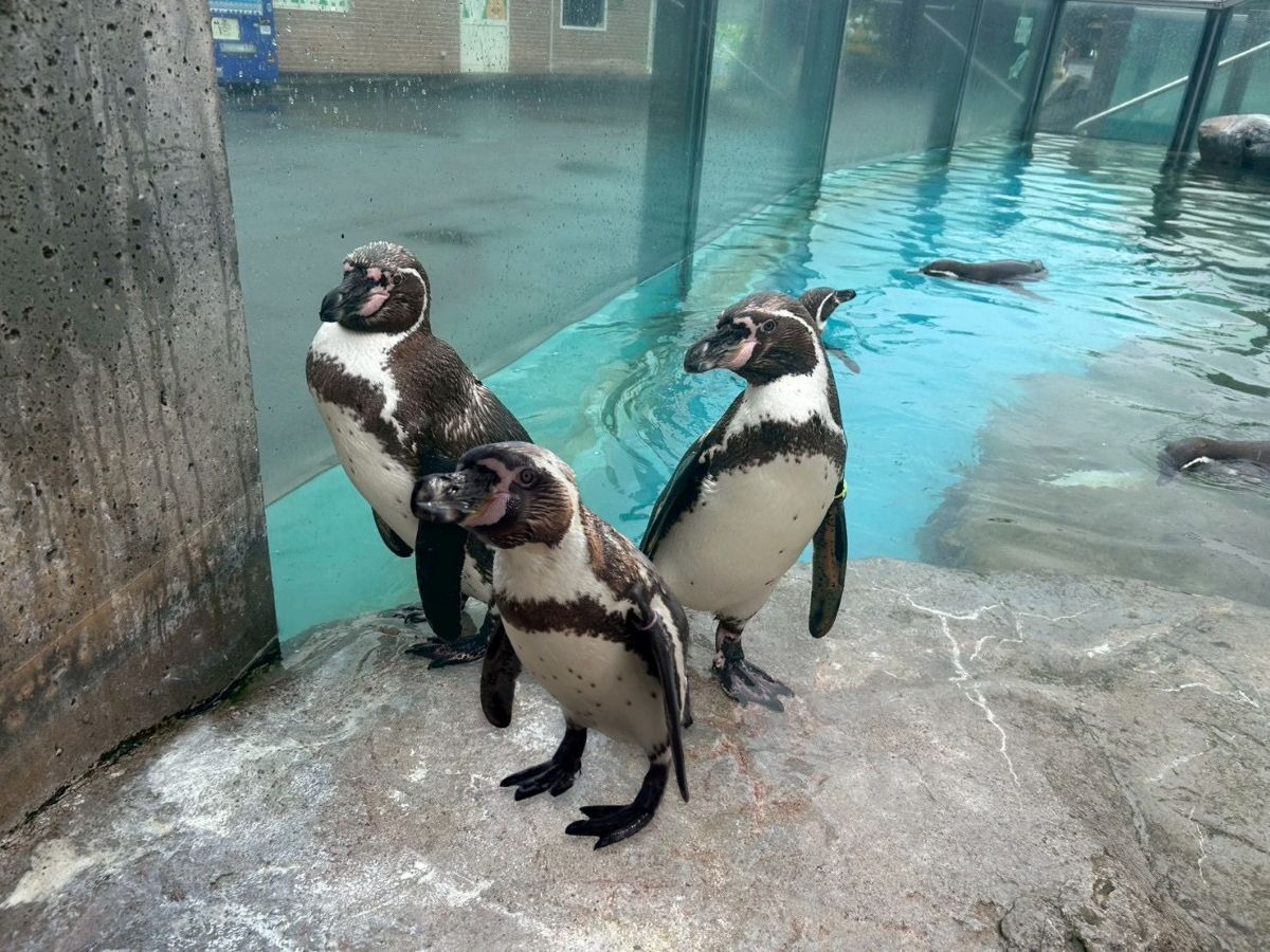 ペンギン.jpg