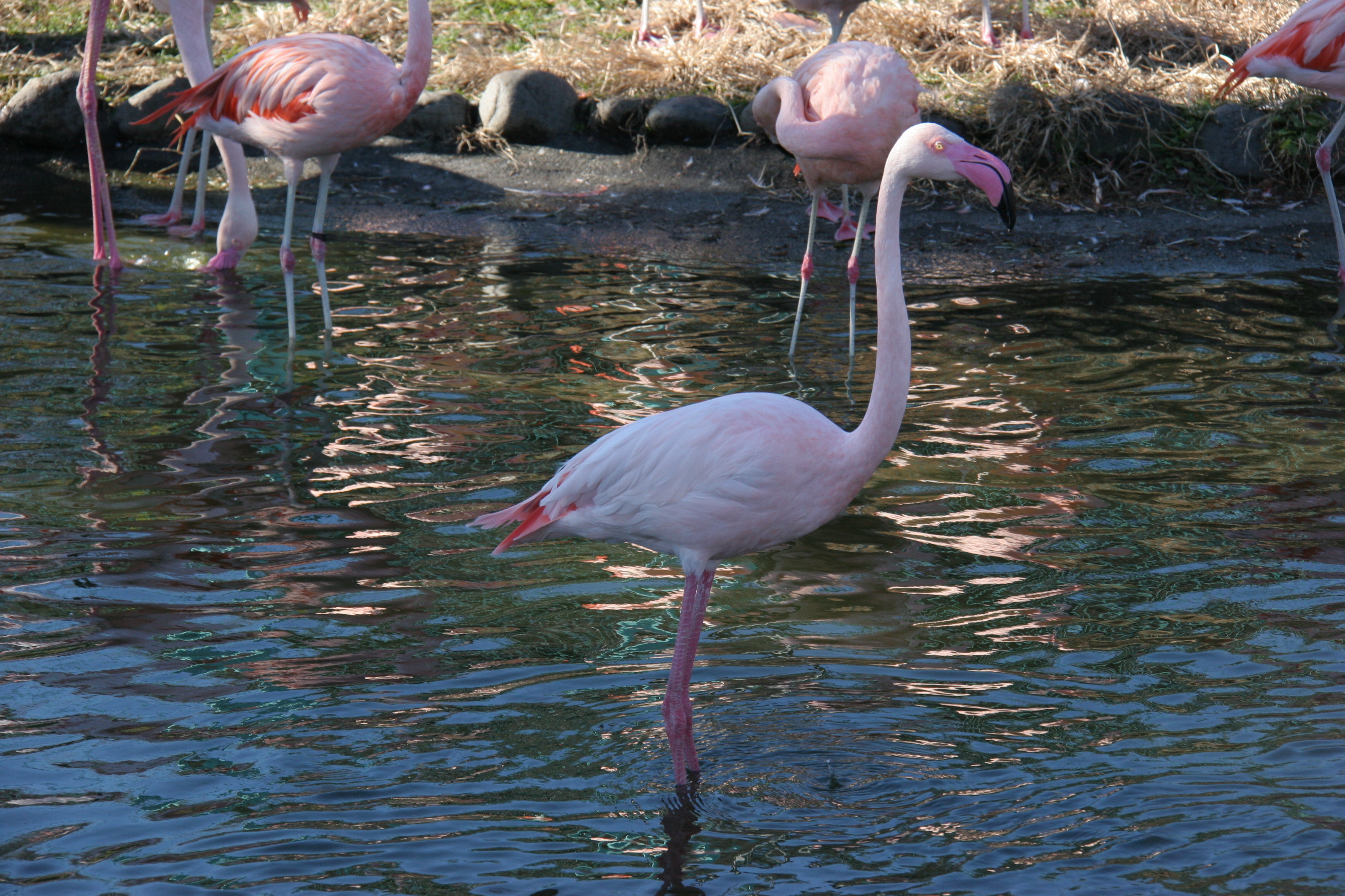 フラミンゴ ハイブリッド レジャーランド東武動物公園公式webサイト