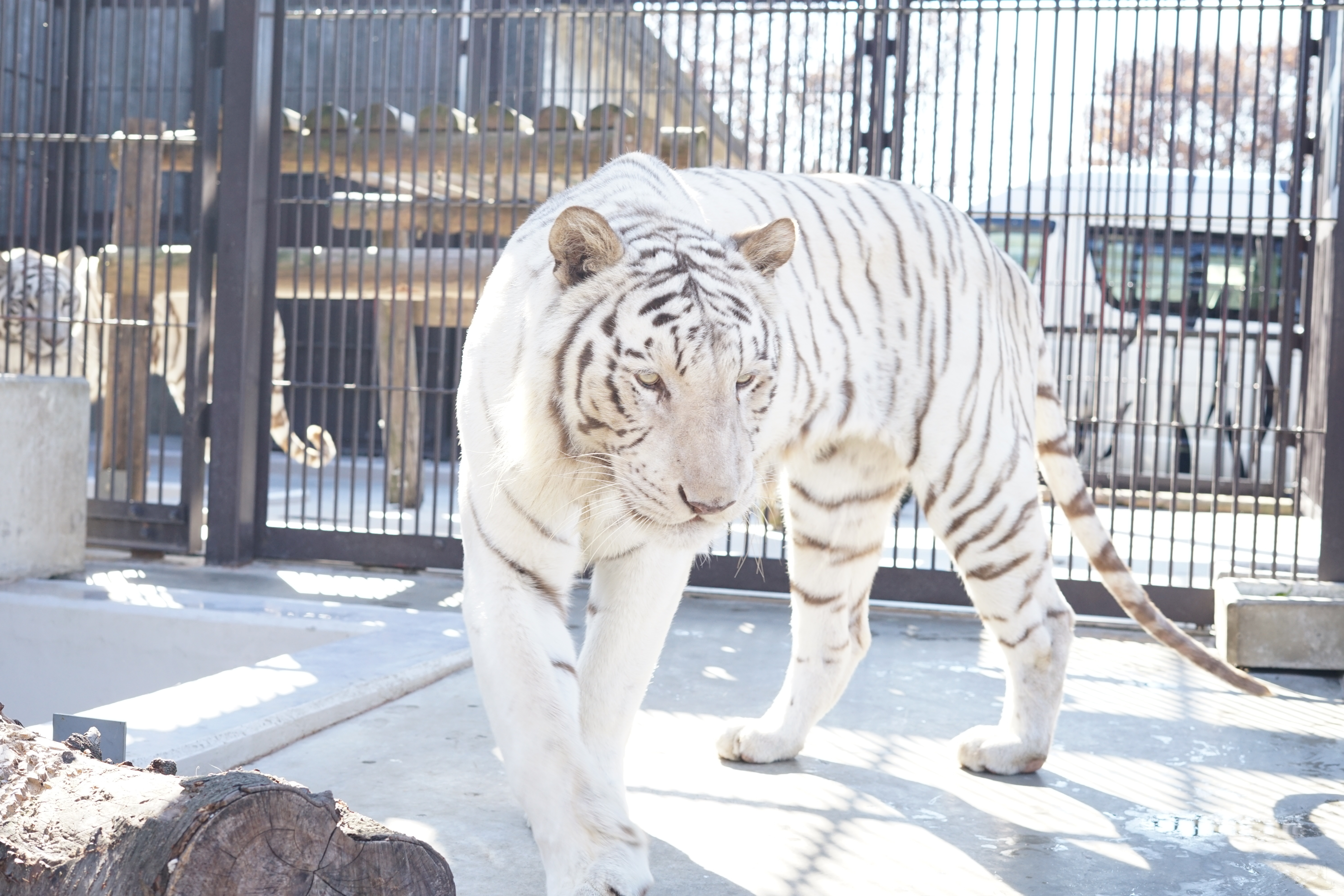 ディナー (JPG 5.1MB)