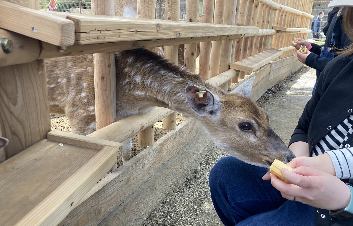 シカ・トイベア（ヒグマ）・ガチョウのおやつ