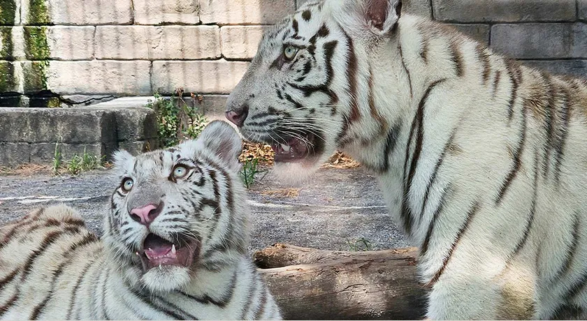ホワイトタイガー