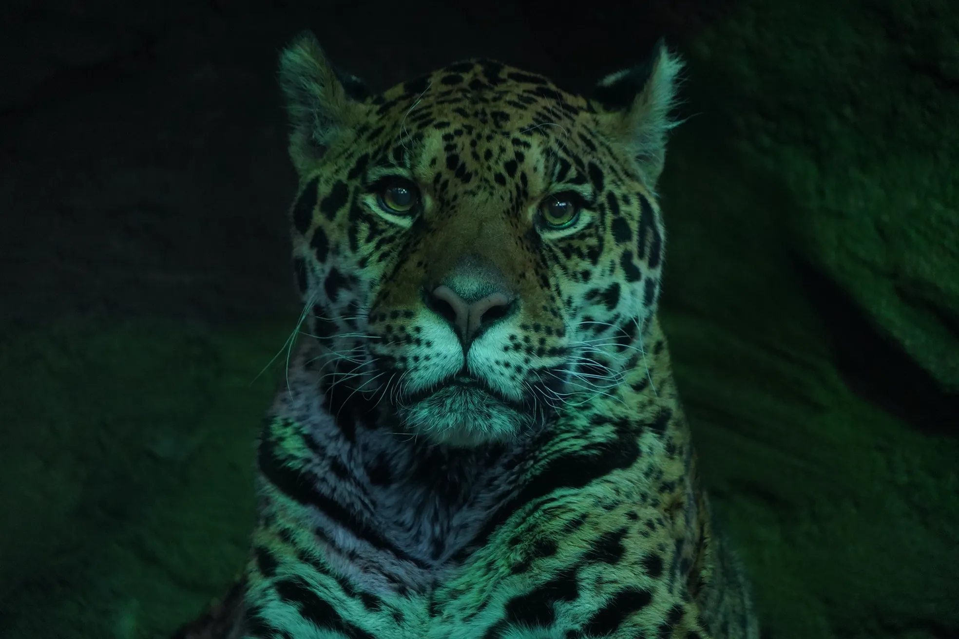 サマーナイトZOO